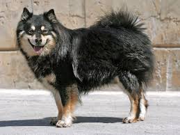 犬を家族に迎える前に